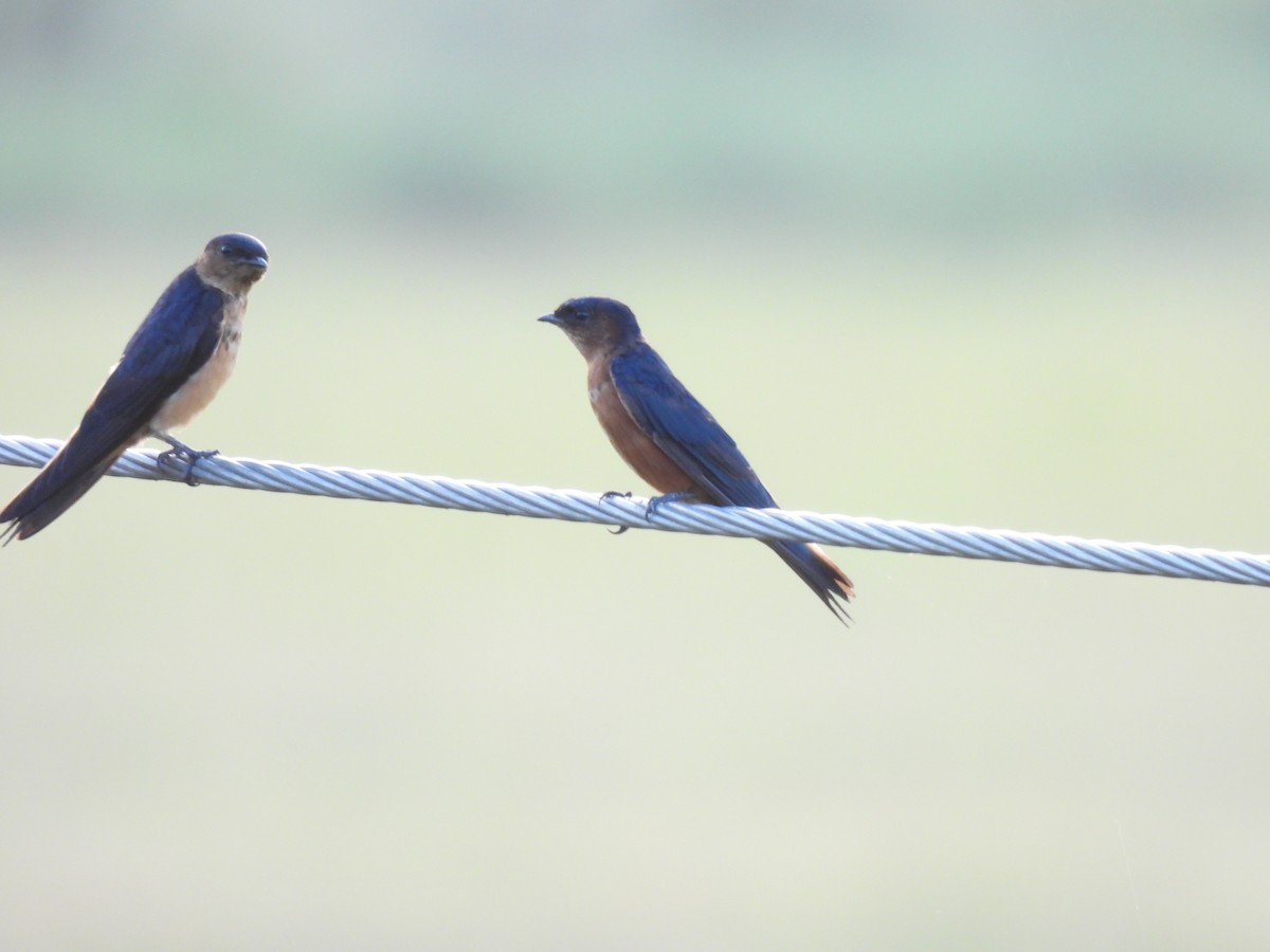 Sri Lanka Swallow - ML640952017