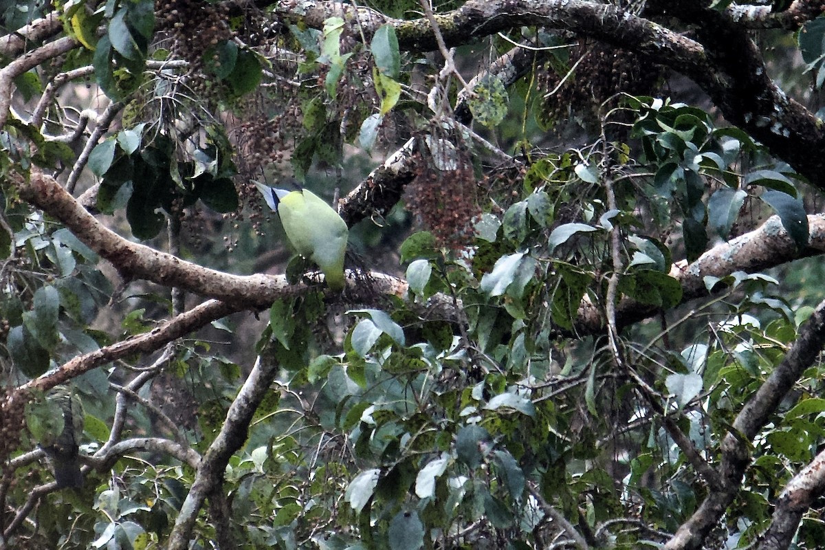 Pin-tailed Green-Pigeon - ML640952028