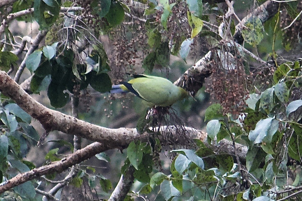 Pin-tailed Green-Pigeon - ML640952029
