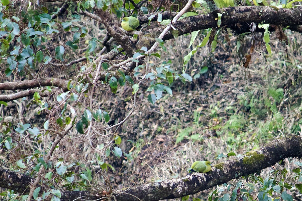 Pin-tailed Green-Pigeon - ML640952030