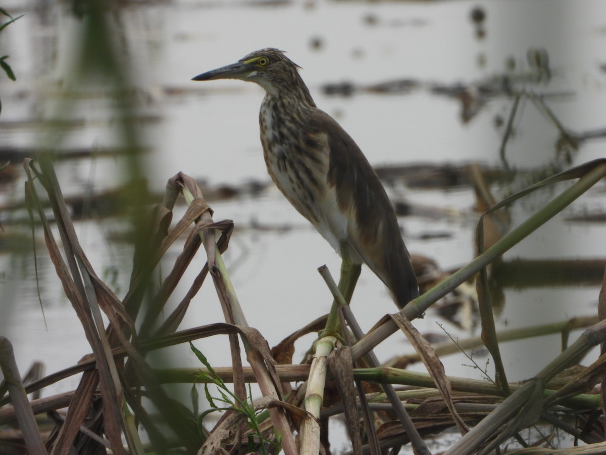 mangrovehegre - ML640952038