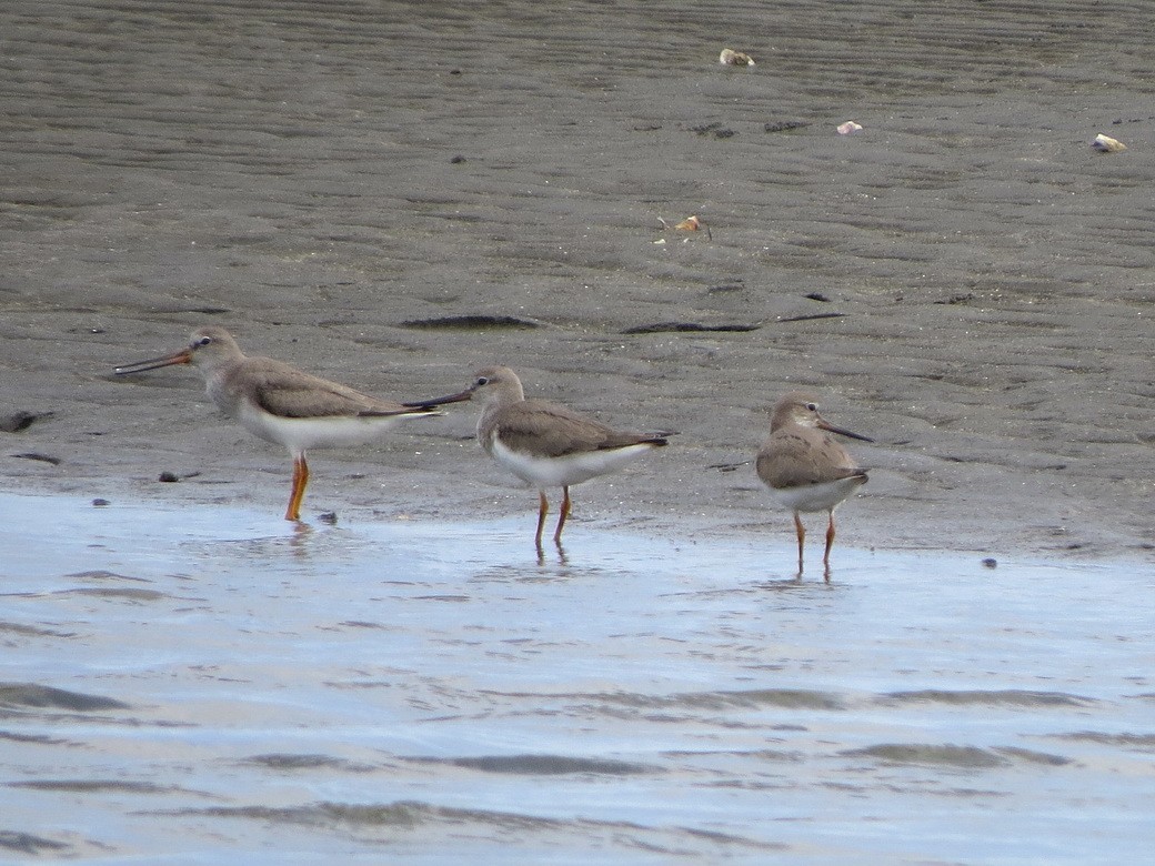 Terek Sandpiper - ML640952056