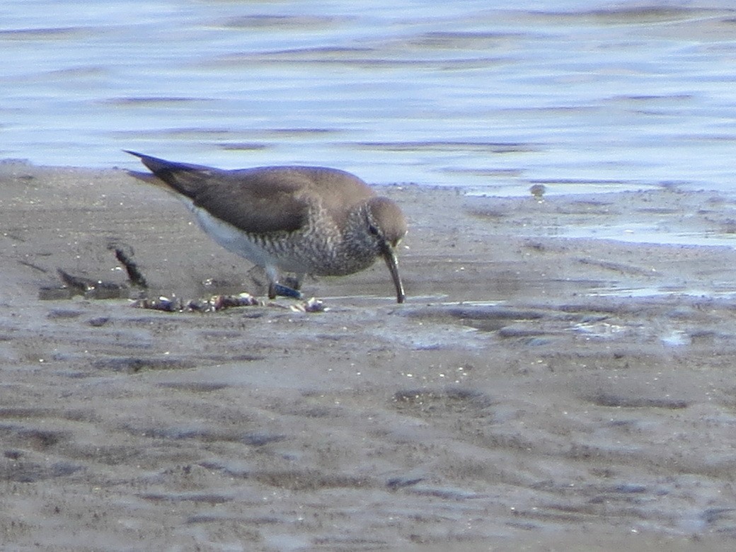 Gray-tailed Tattler - ML640952072