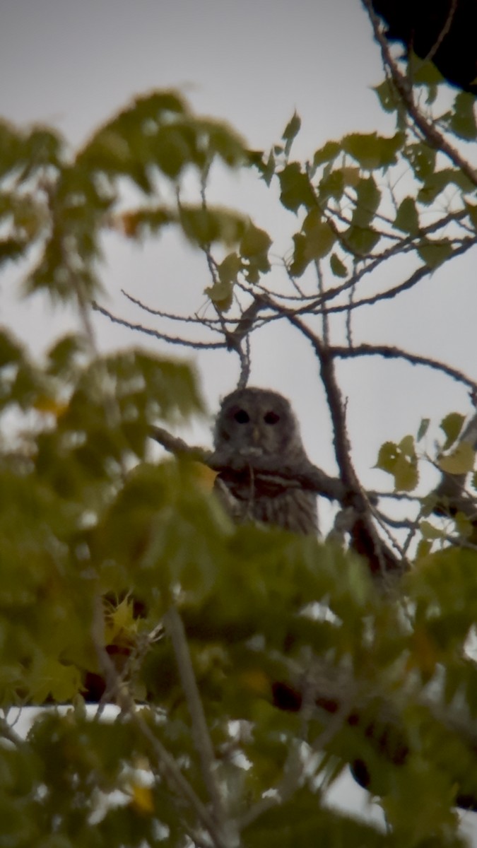 Barred Owl - ML640952130
