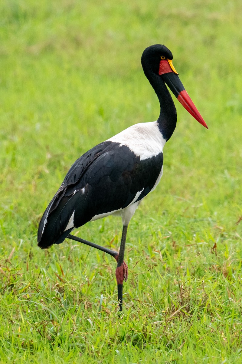 Saddle-billed Stork - ML640952135