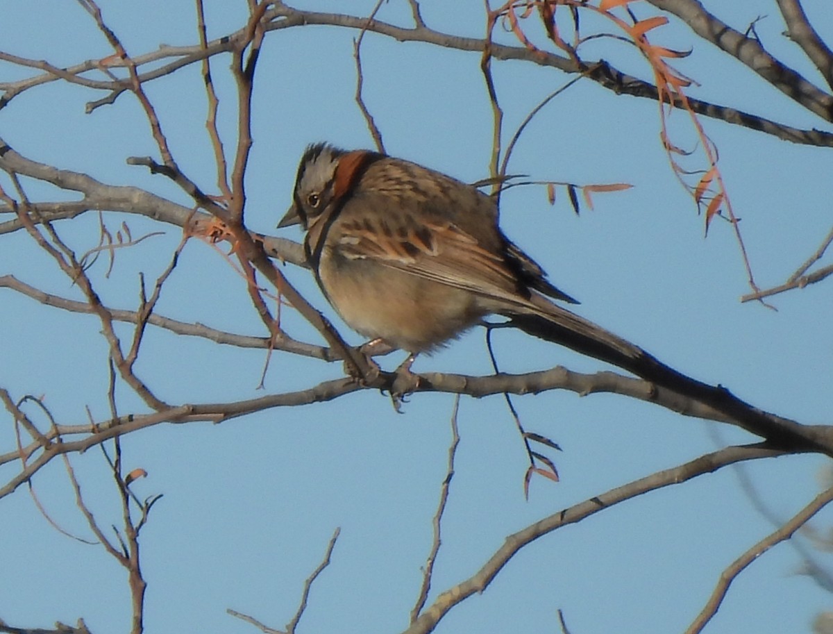 Rufous-collared Sparrow - ML640952142
