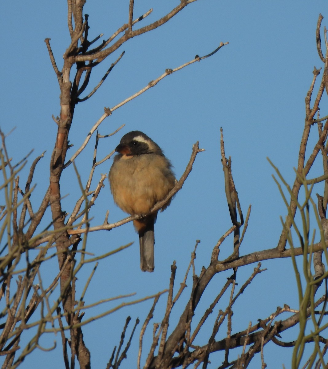 Many-colored Chaco Finch - ML640952177