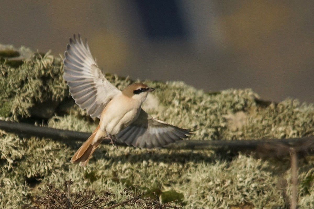Red-tailed Shrike - ML640952190