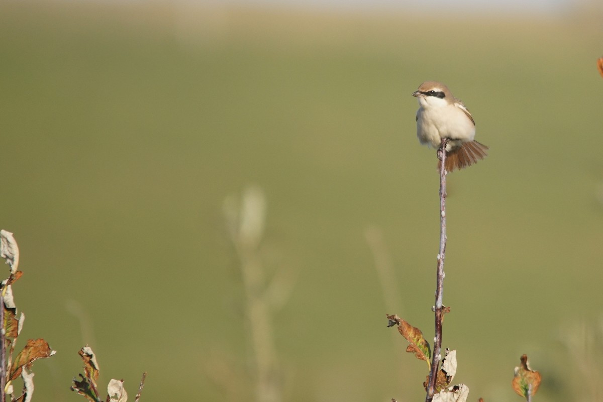 Red-tailed Shrike - ML640952195