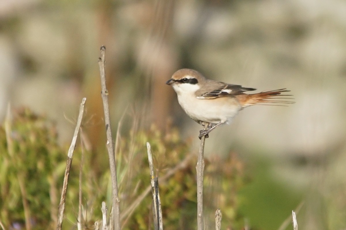 Red-tailed Shrike - ML640952199