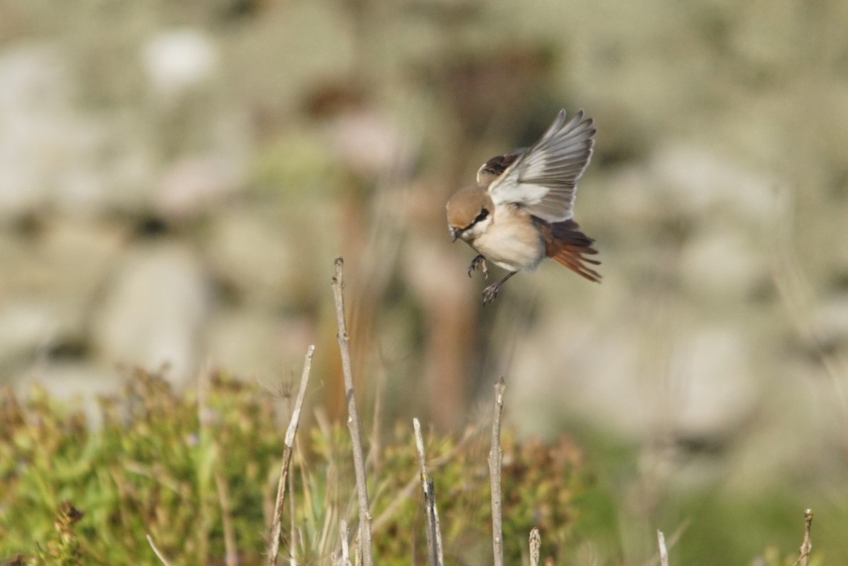 Red-tailed Shrike - ML640952200