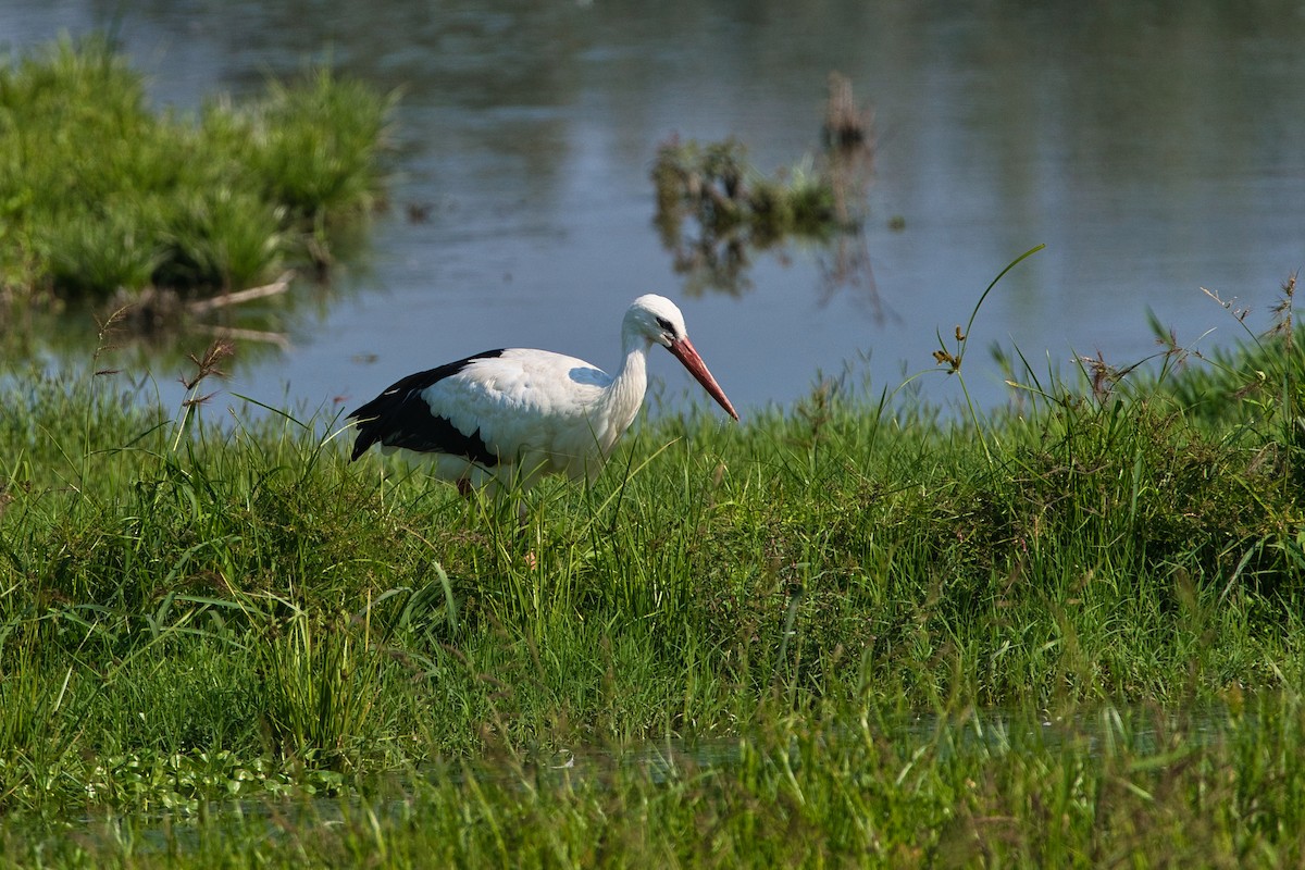 White Stork - ML640952233