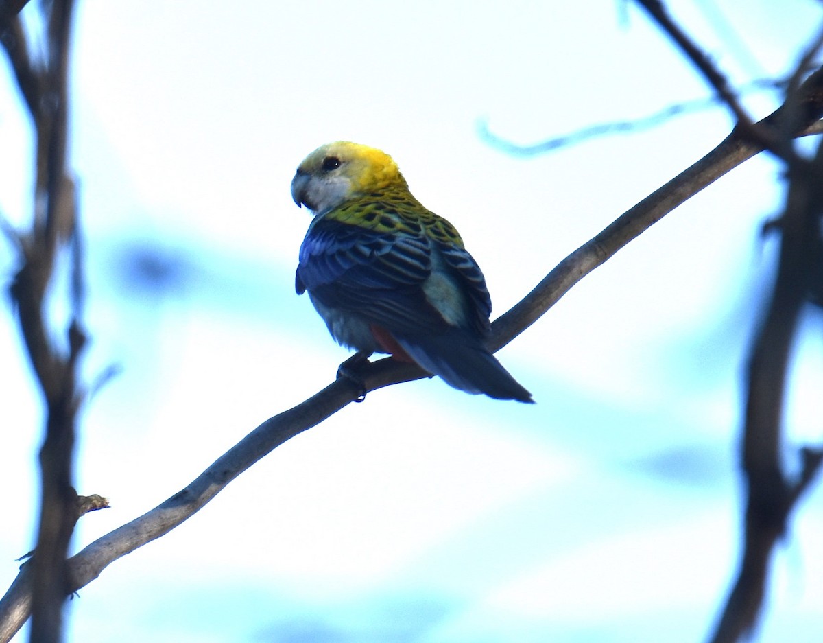Pale-headed Rosella - ML640952234