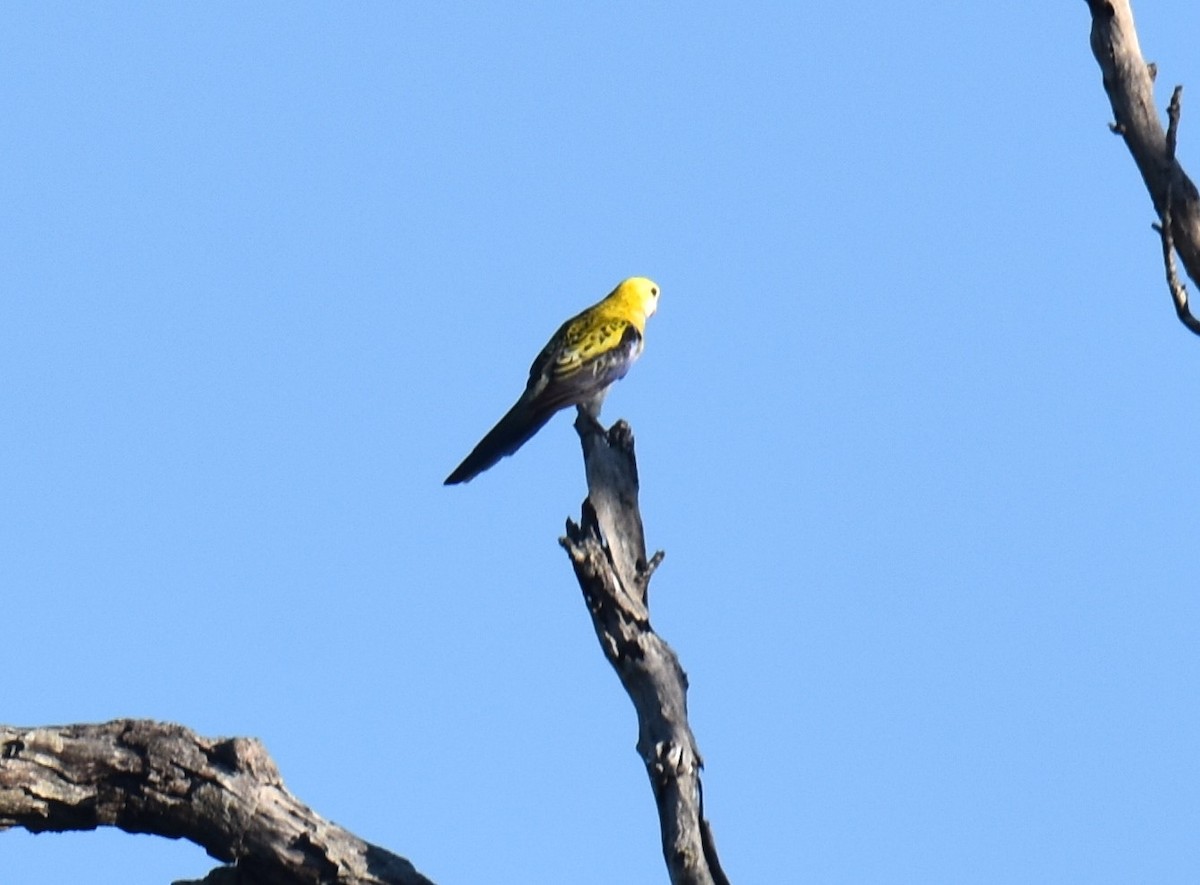 Pale-headed Rosella - ML640952235