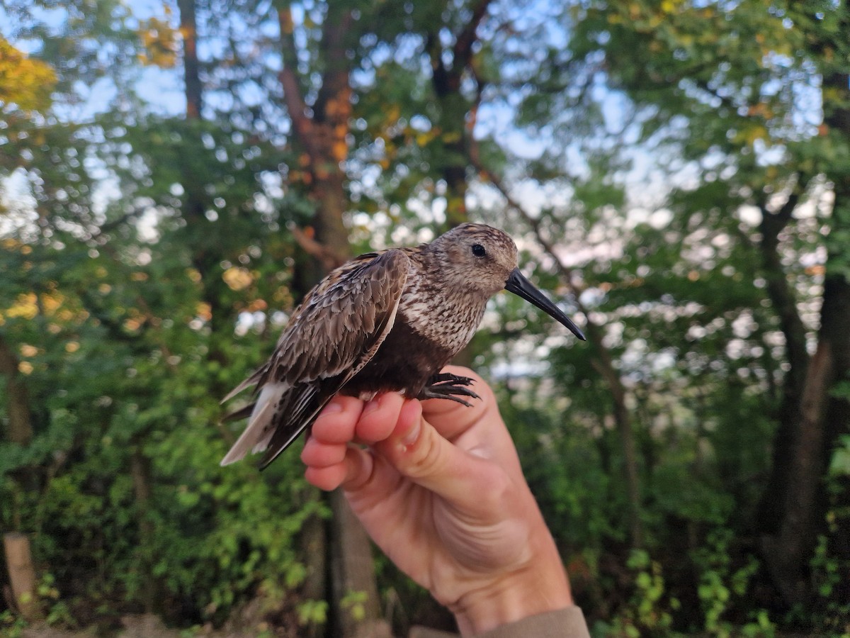 Dunlin - ML640952272