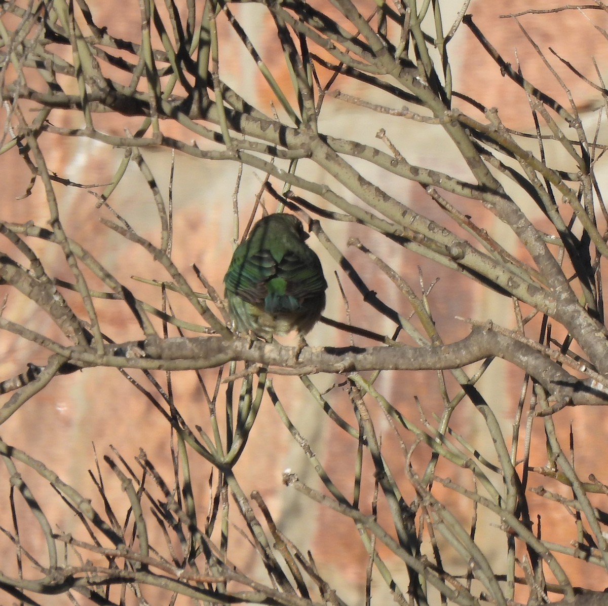 Sayaca Tanager - ML640952276
