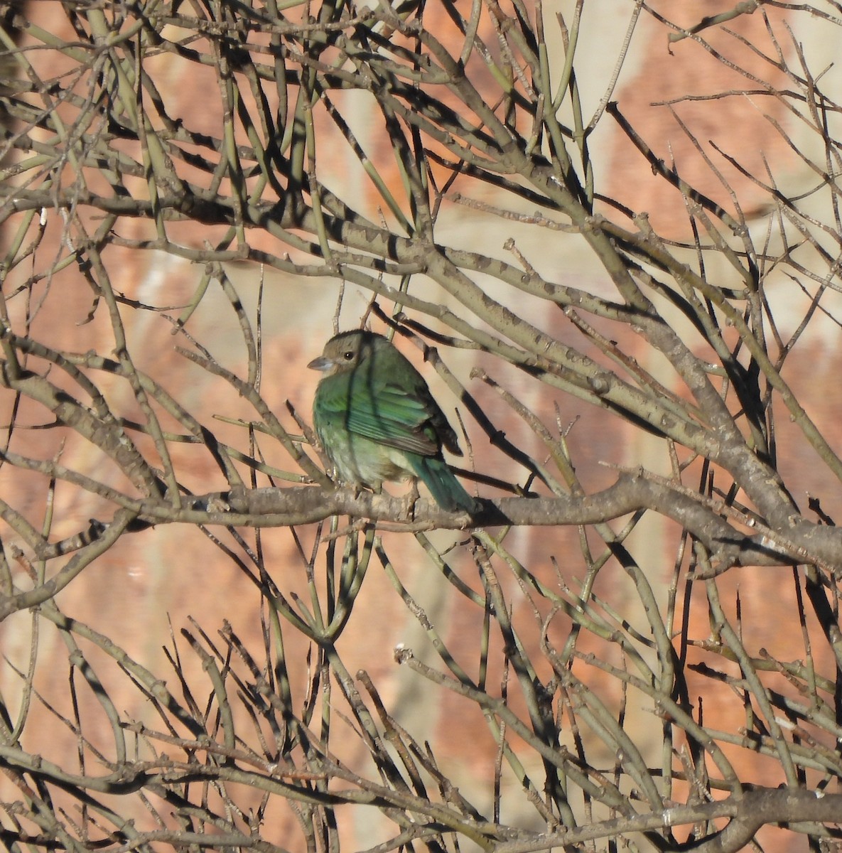 Sayaca Tanager - ML640952277