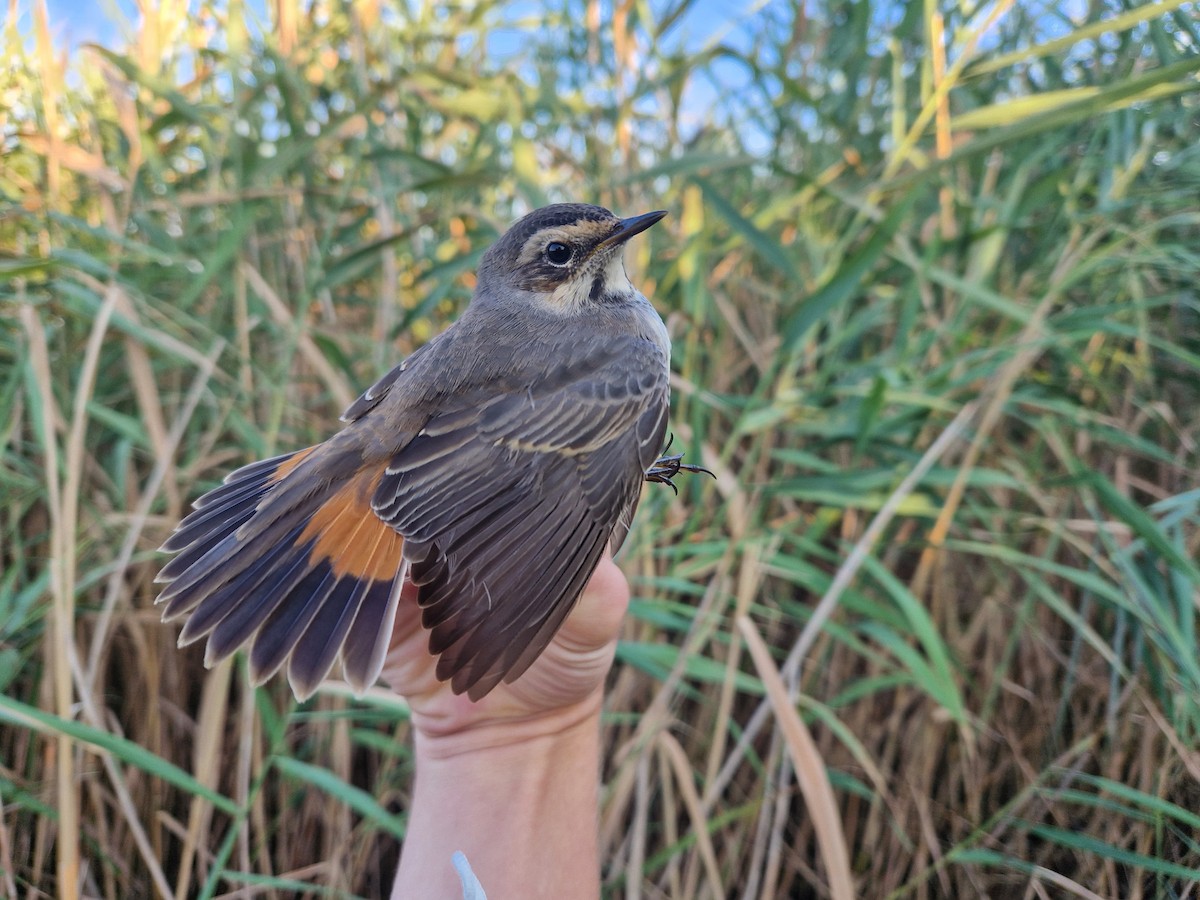 Bluethroat - ML640952303