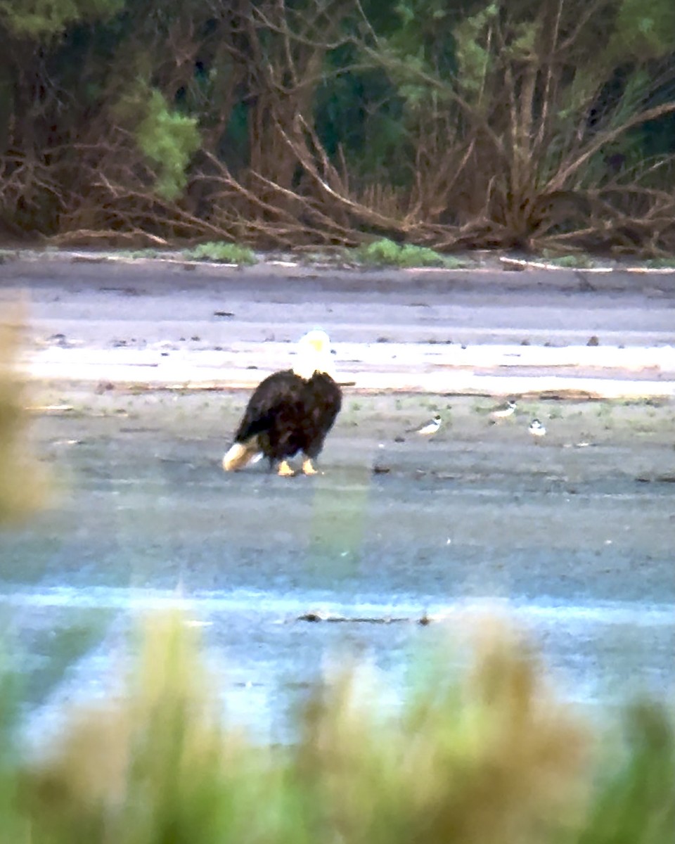 Bald Eagle - ML640952306