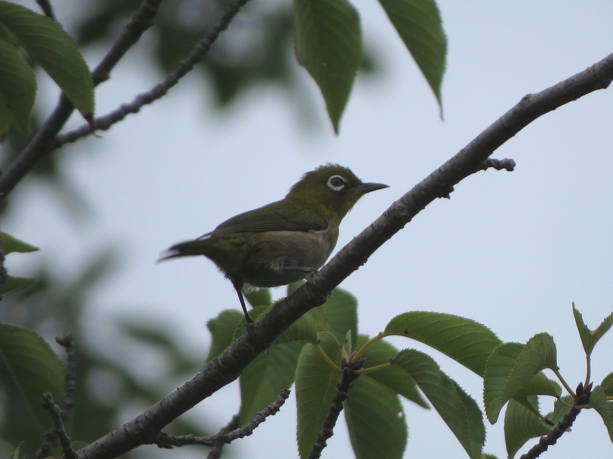 Japanbrillenvogel - ML640952335