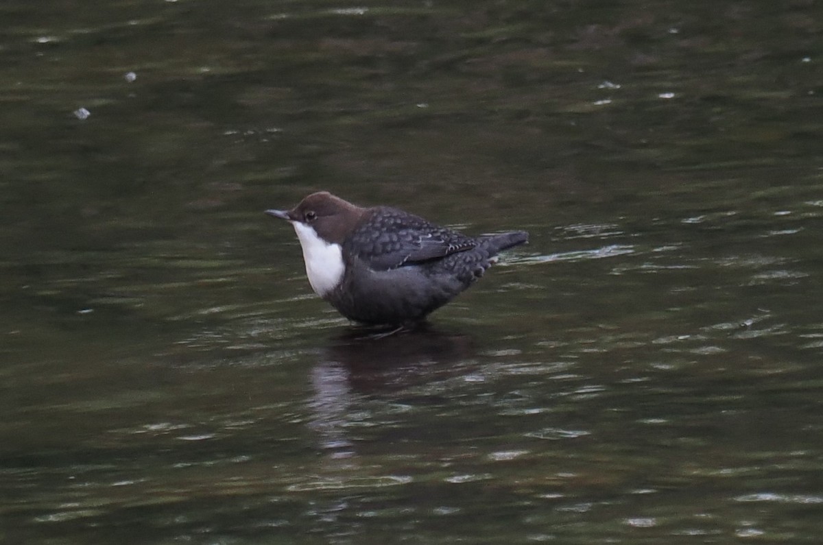 White-throated Dipper - ML640952352