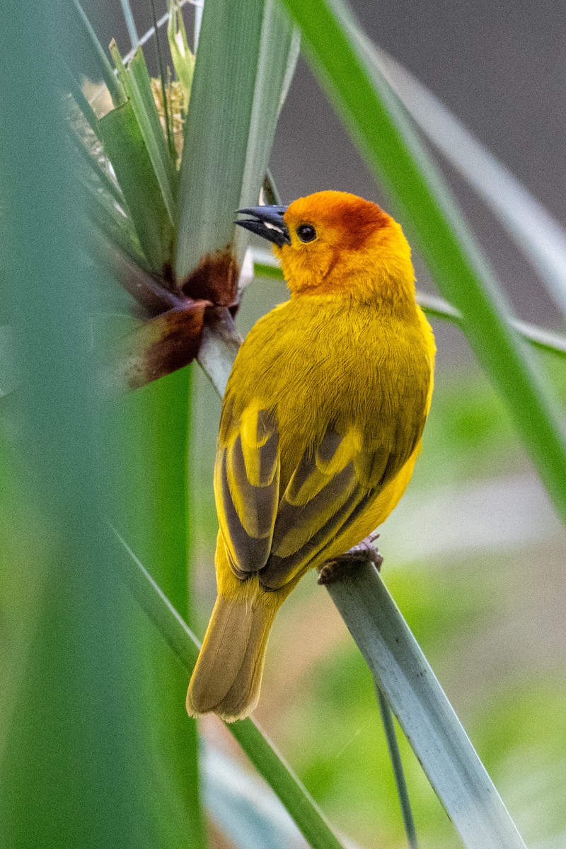 Taveta Golden-Weaver - ML640952368
