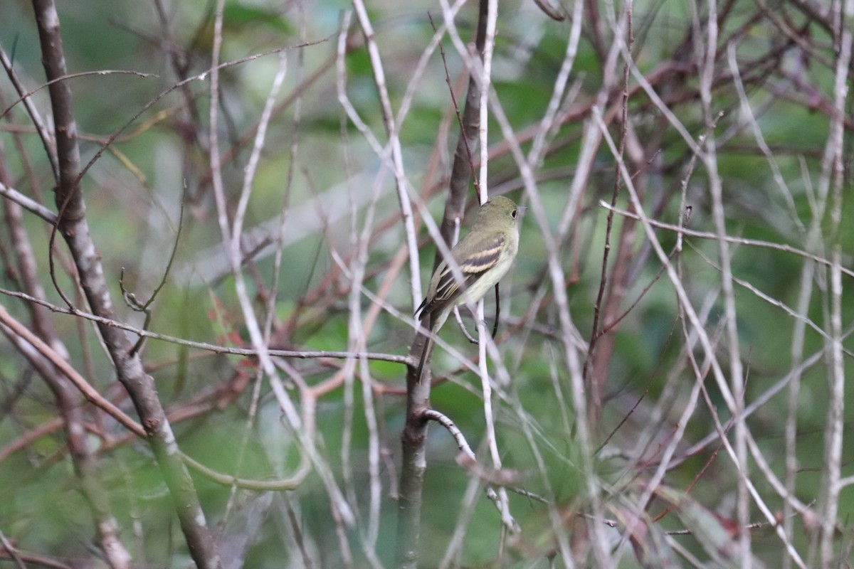 Acadian Flycatcher - ML640952379
