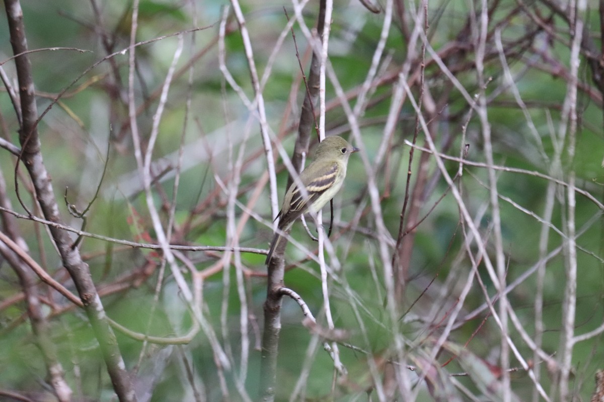 Acadian Flycatcher - ML640952382