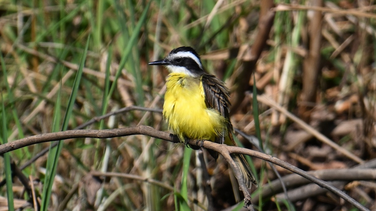Lesser Kiskadee - ML640952383