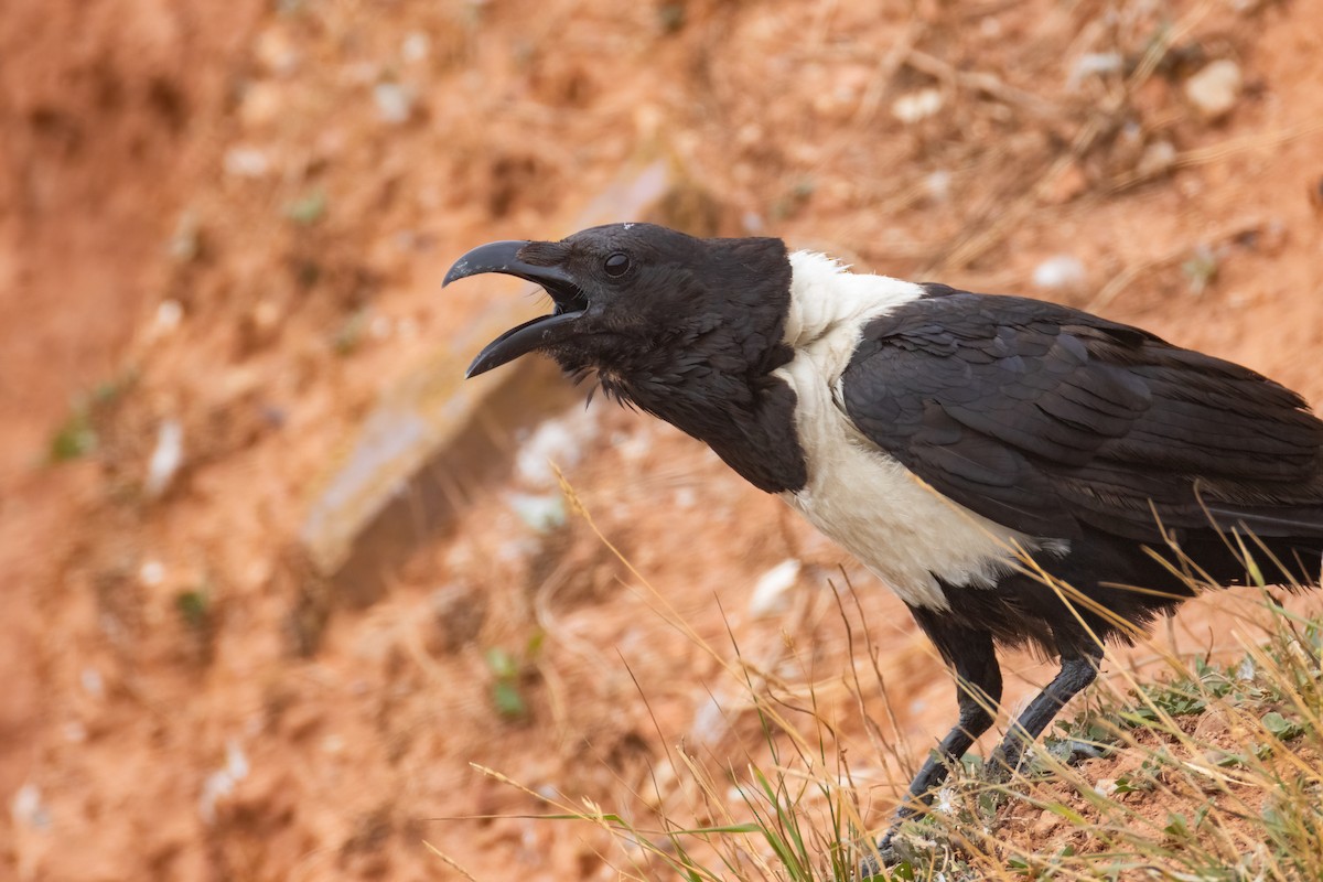 Corbeau pie - ML640952384