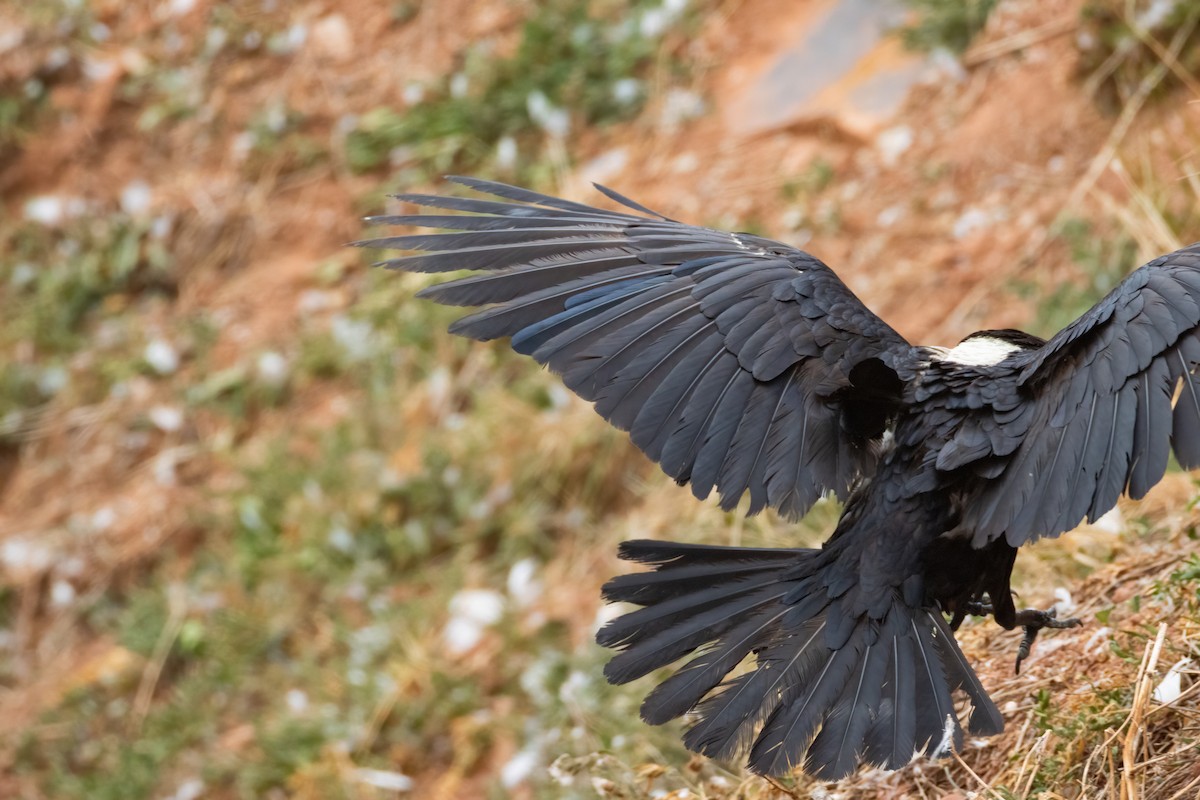 Corbeau pie - ML640952394