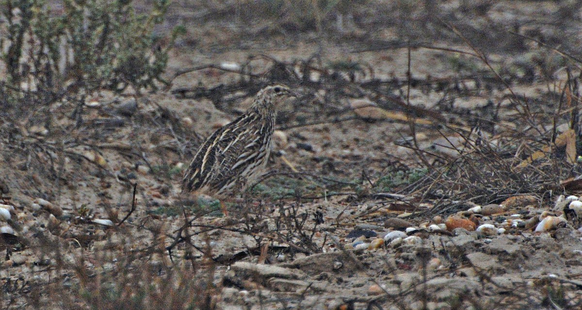 Common Quail - ML640952406