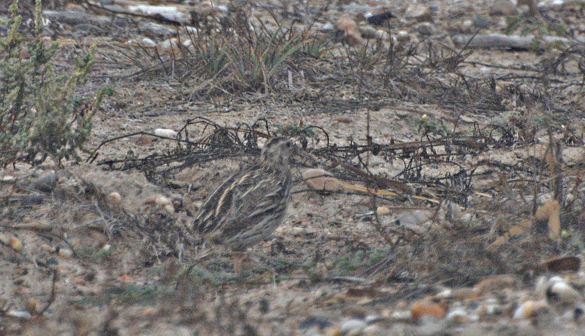 Common Quail - ML640952407
