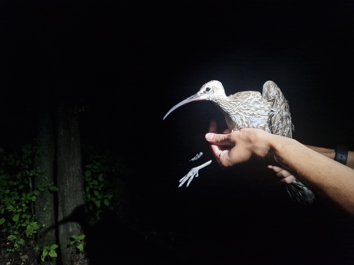 Eurasian Whimbrel - ML640952419
