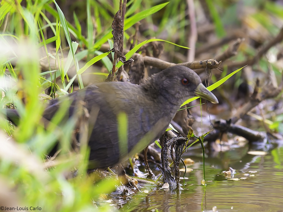Black Crake - ML640952422