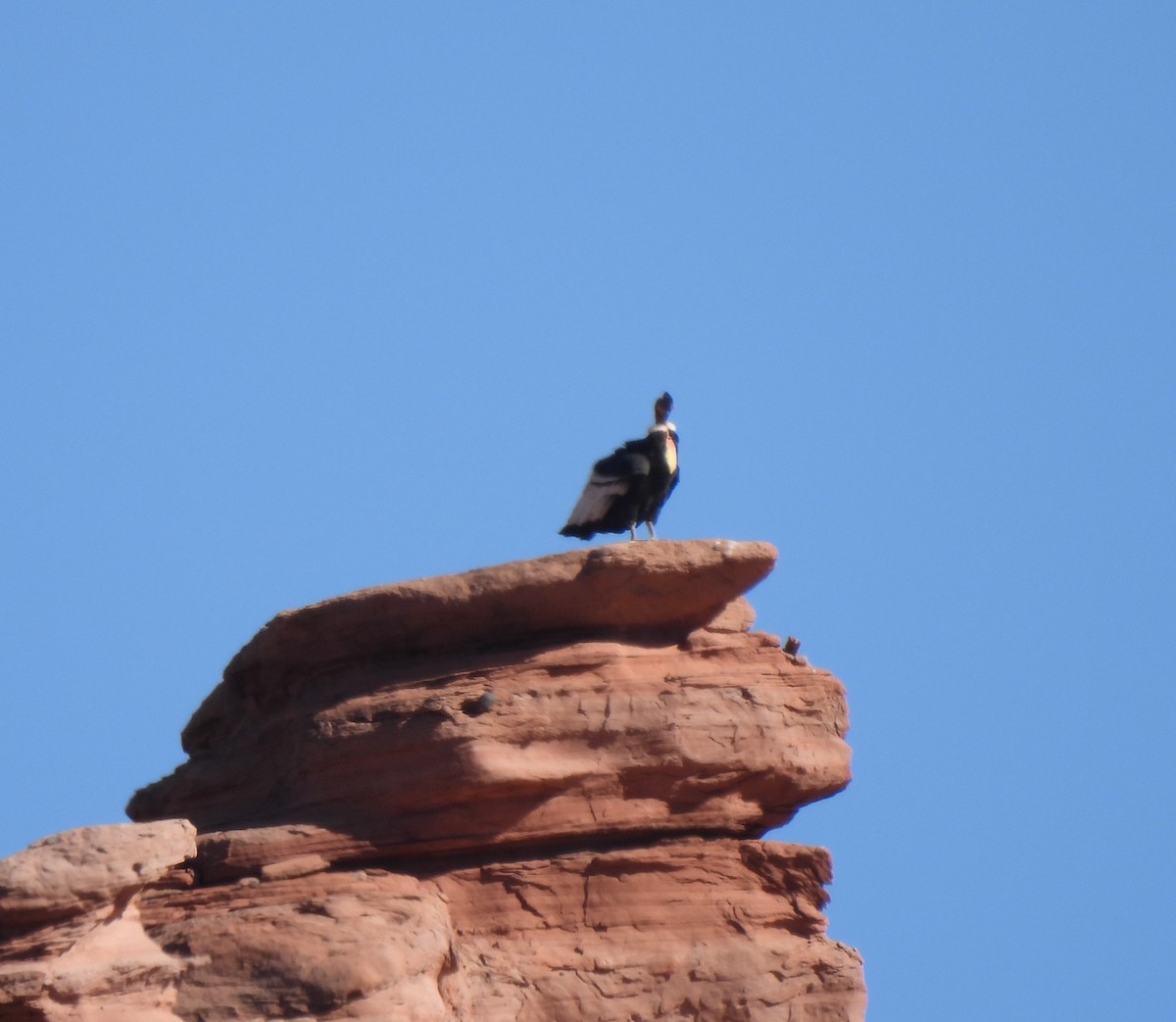 Andean Condor - ML640952449