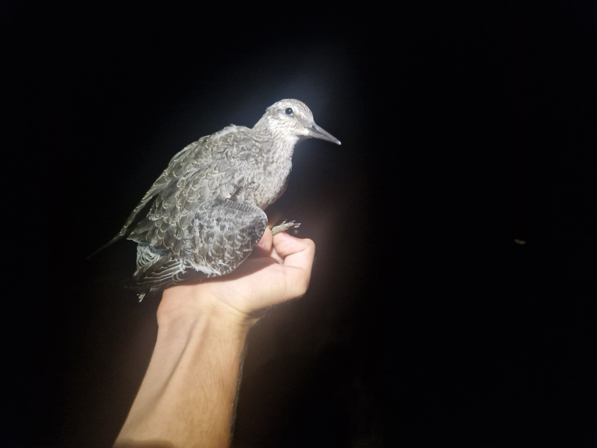 Red Knot - ML640952482