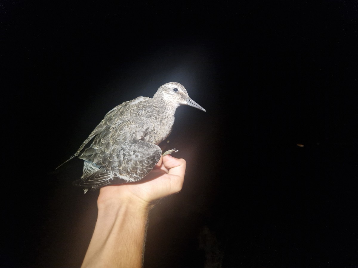 Red Knot - ML640952483