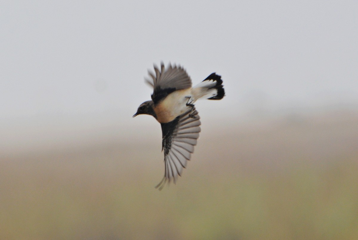 Desert Wheatear - ML640952503