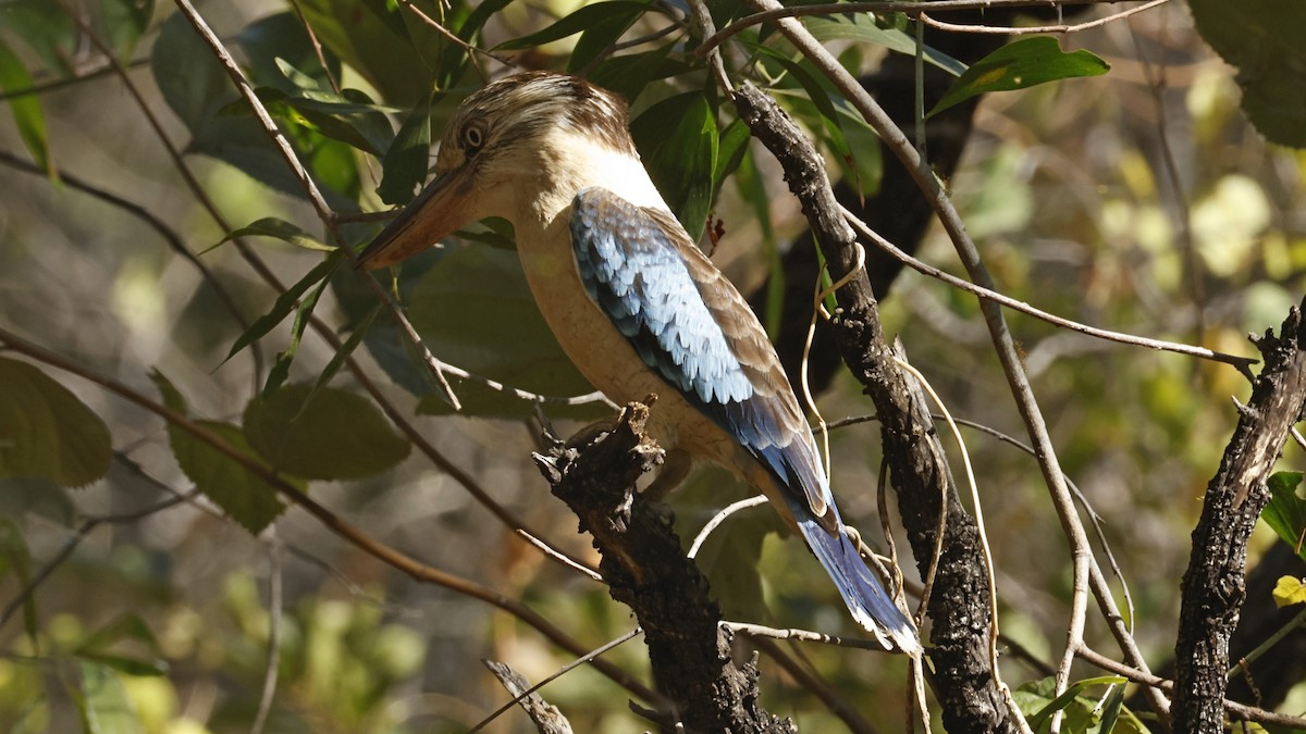 Blauflügelliest - ML640952510