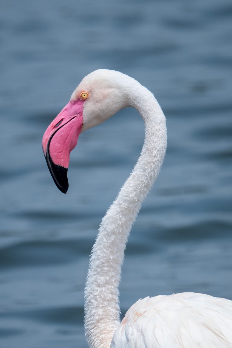 Greater Flamingo - ML640952520