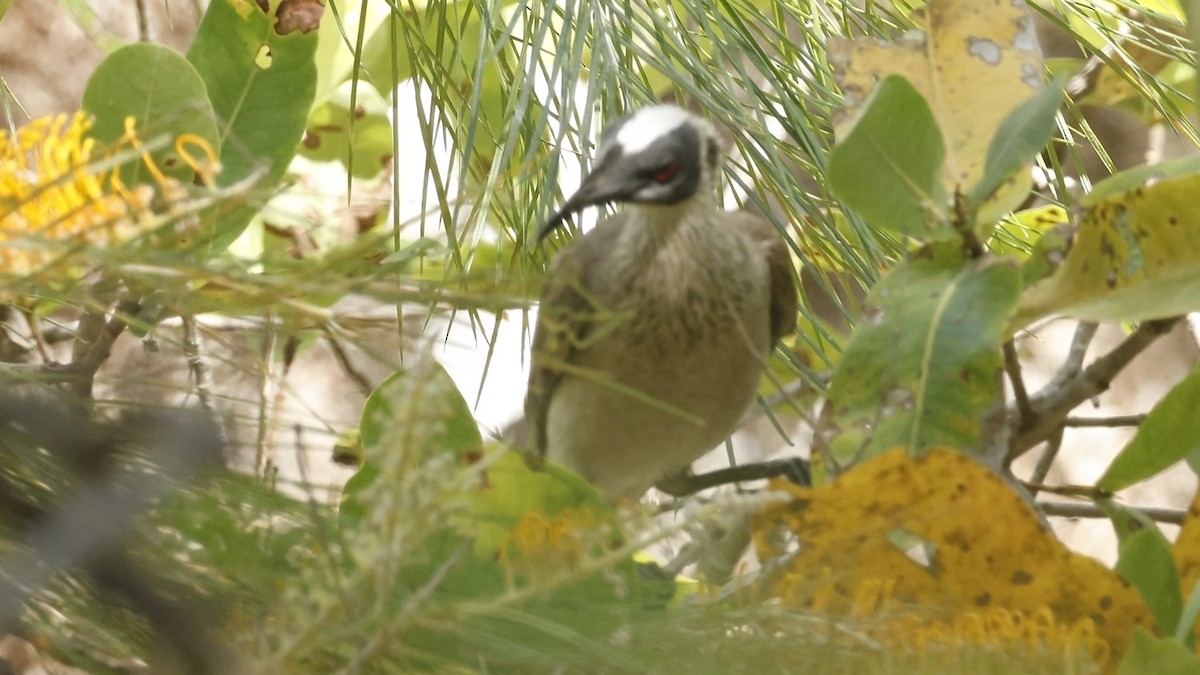 Silver-crowned Friarbird - ML640952541