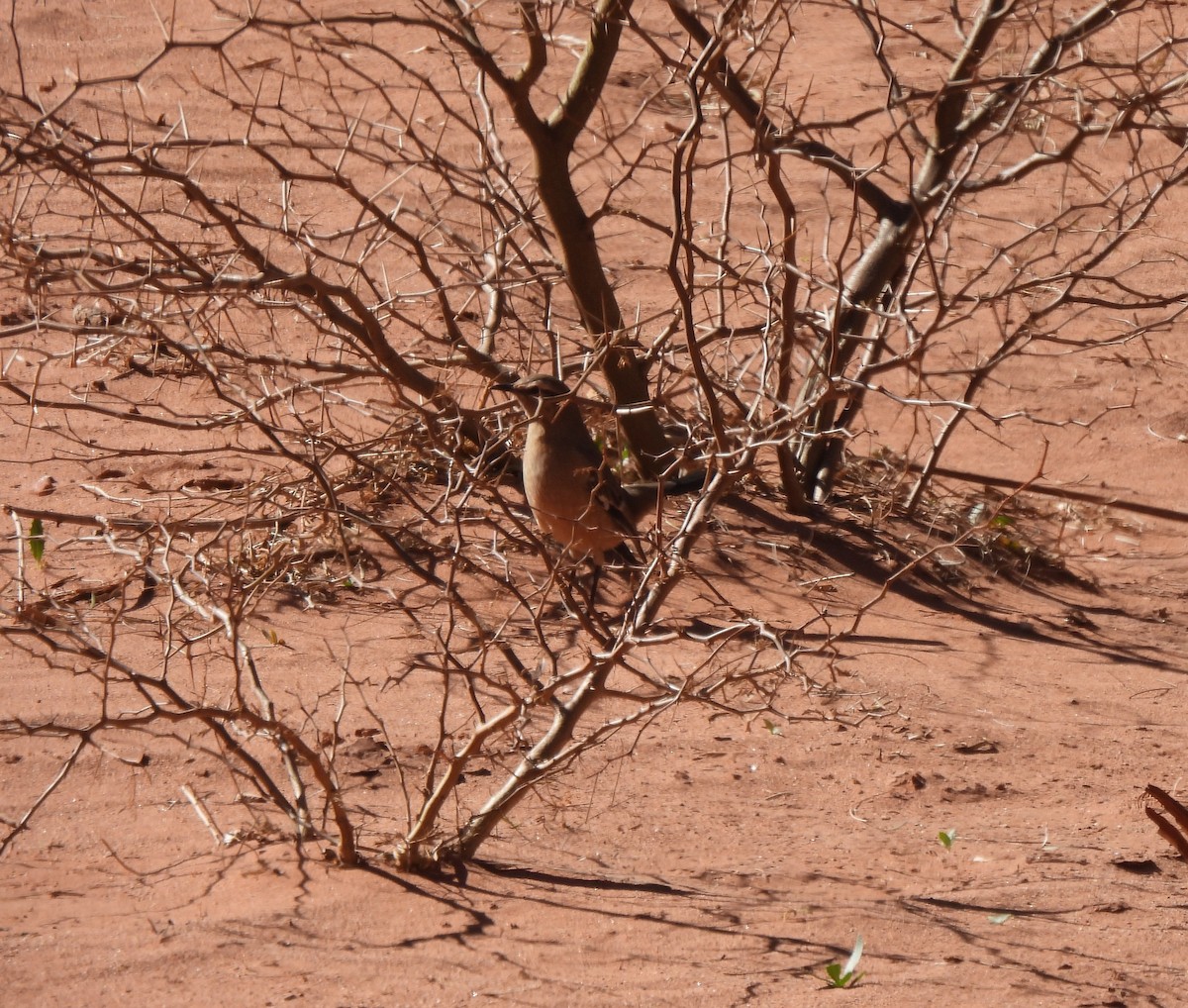 Patagonian Mockingbird - ML640952596