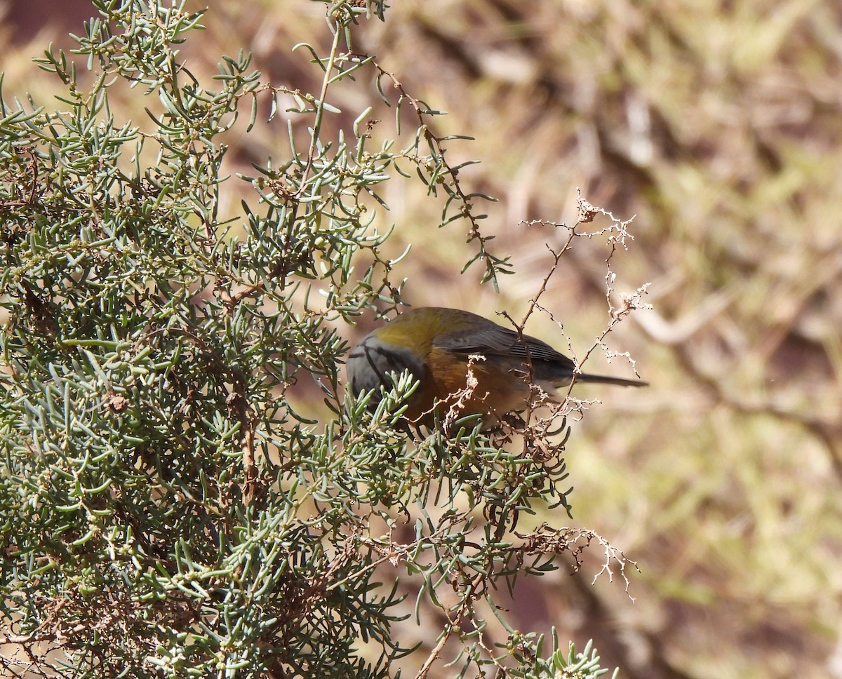 Gray-hooded Sierra Finch - ML640952603