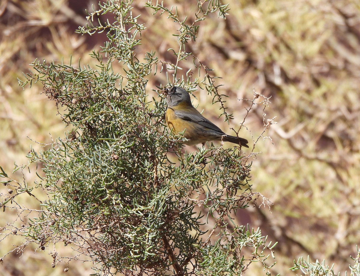 Gray-hooded Sierra Finch - ML640952604