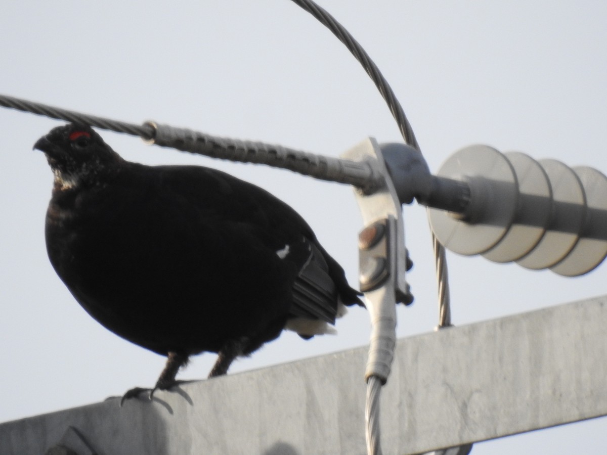 Black Grouse - ML640952680