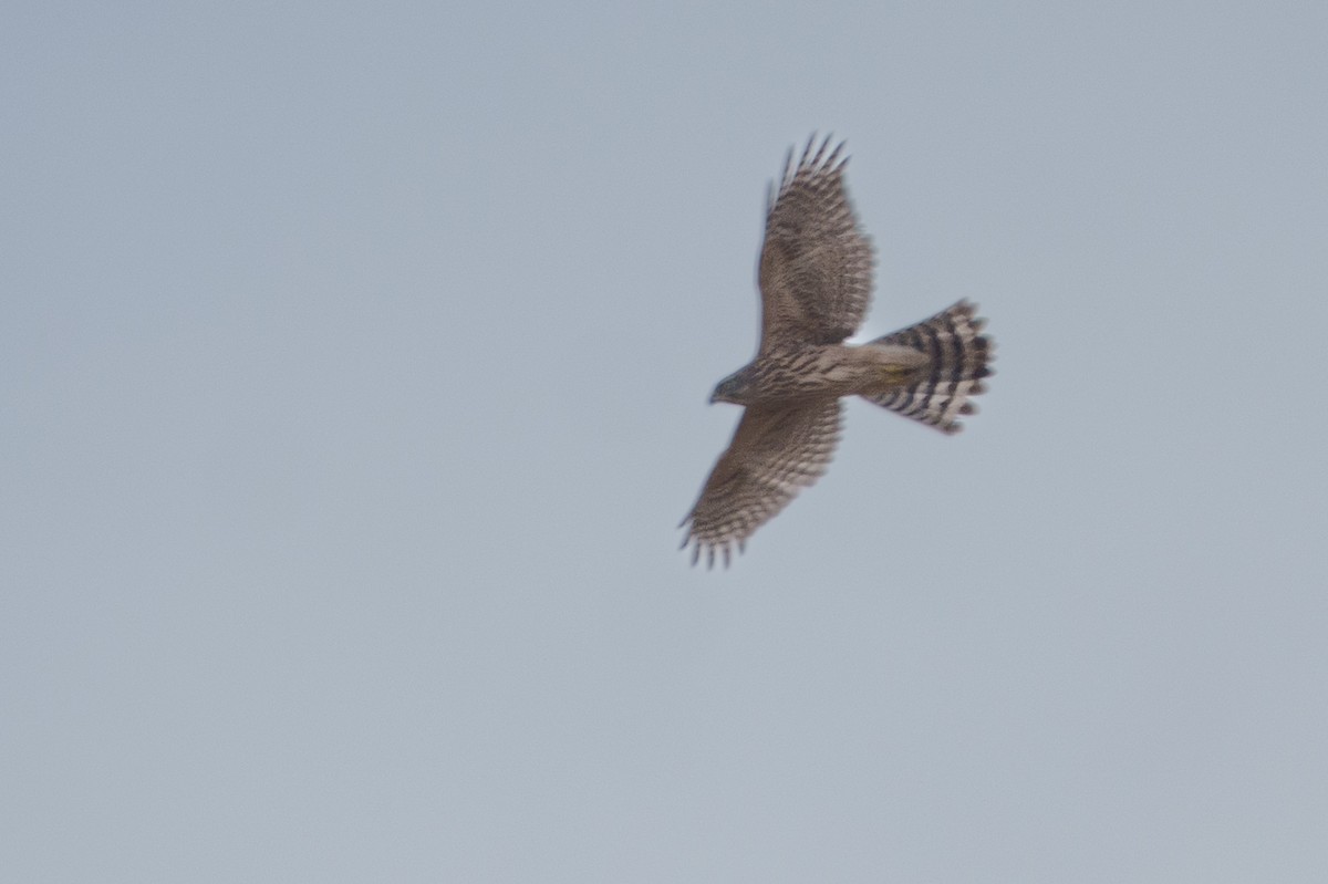 Eurasian Goshawk - ML640952718