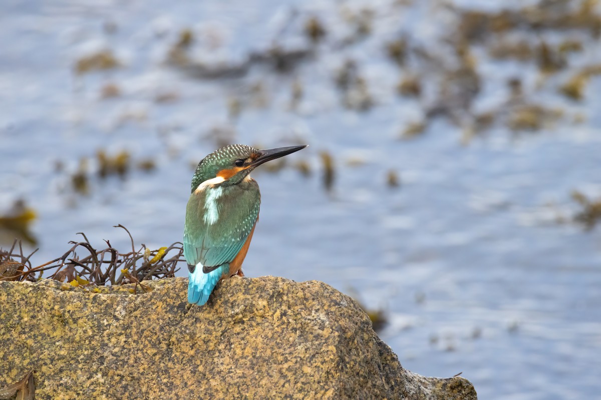 Common Kingfisher - ML640952737