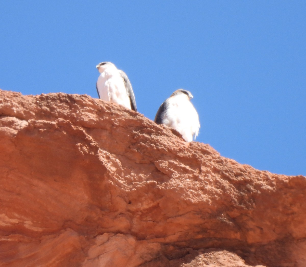 Variable Hawk - ML640952795