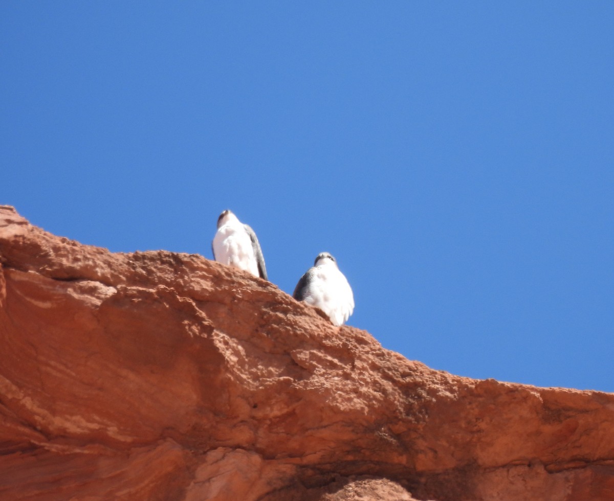 Variable Hawk - ML640952796